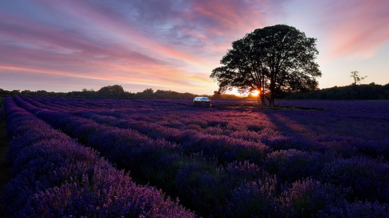 Lavender Field, Banstead, Surrey